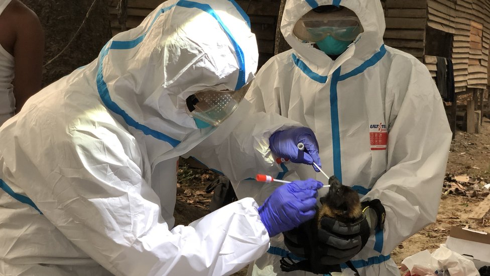 Resultado de imagen para hallan murciélagos en Tailandia con nuevo coronavirus